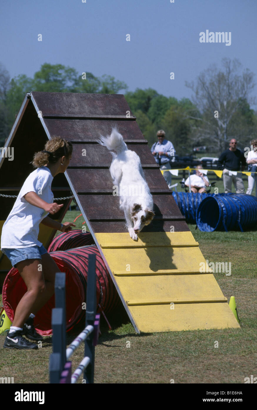 WEIßE BORDER COLLIE MIT RED MERLE OHREN HINUNTER RAMPE IN AGILITY TRIAL DOG SHOW ILLINOIS Stockfoto