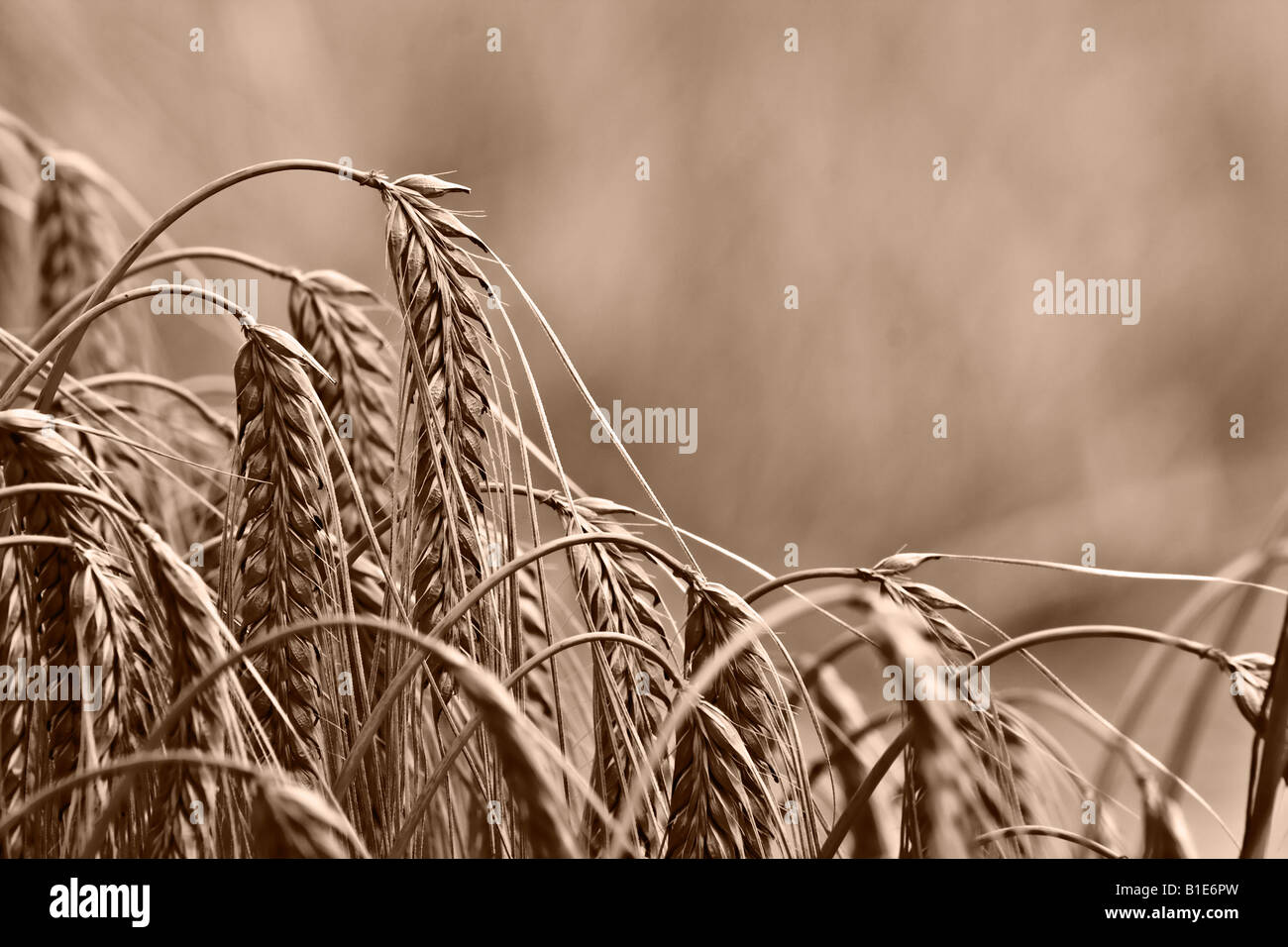 goldene Ähren Stockfoto