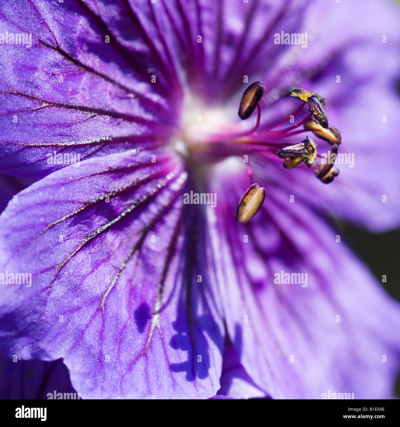 Lila blaue Blüten von Geranium x magnificum Stockfoto