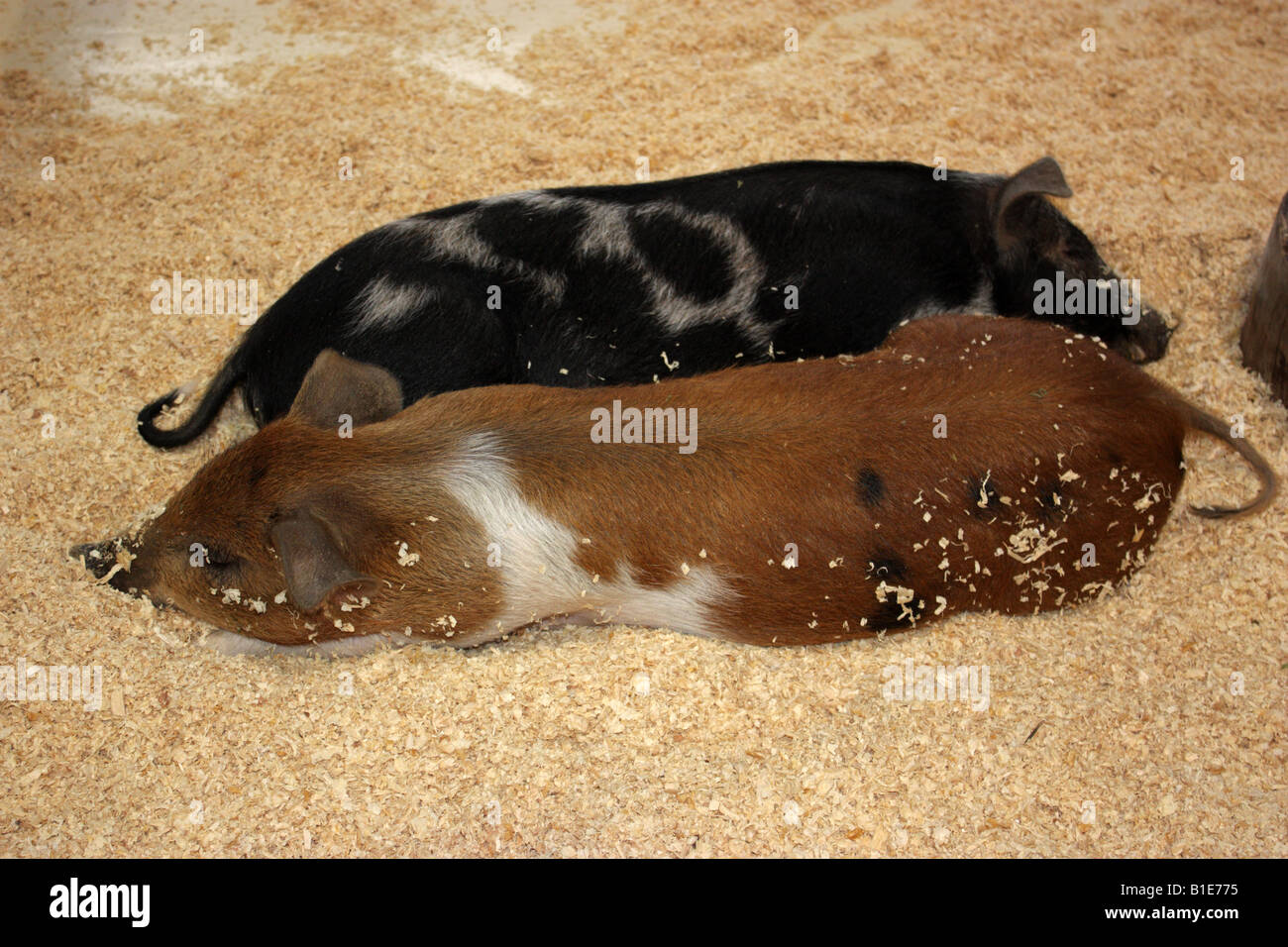 ZWEI FERKEL ZUSAMMENGEKAUERT IN EINER SCHEUNE HORIZONTALE BDA10068 Stockfoto