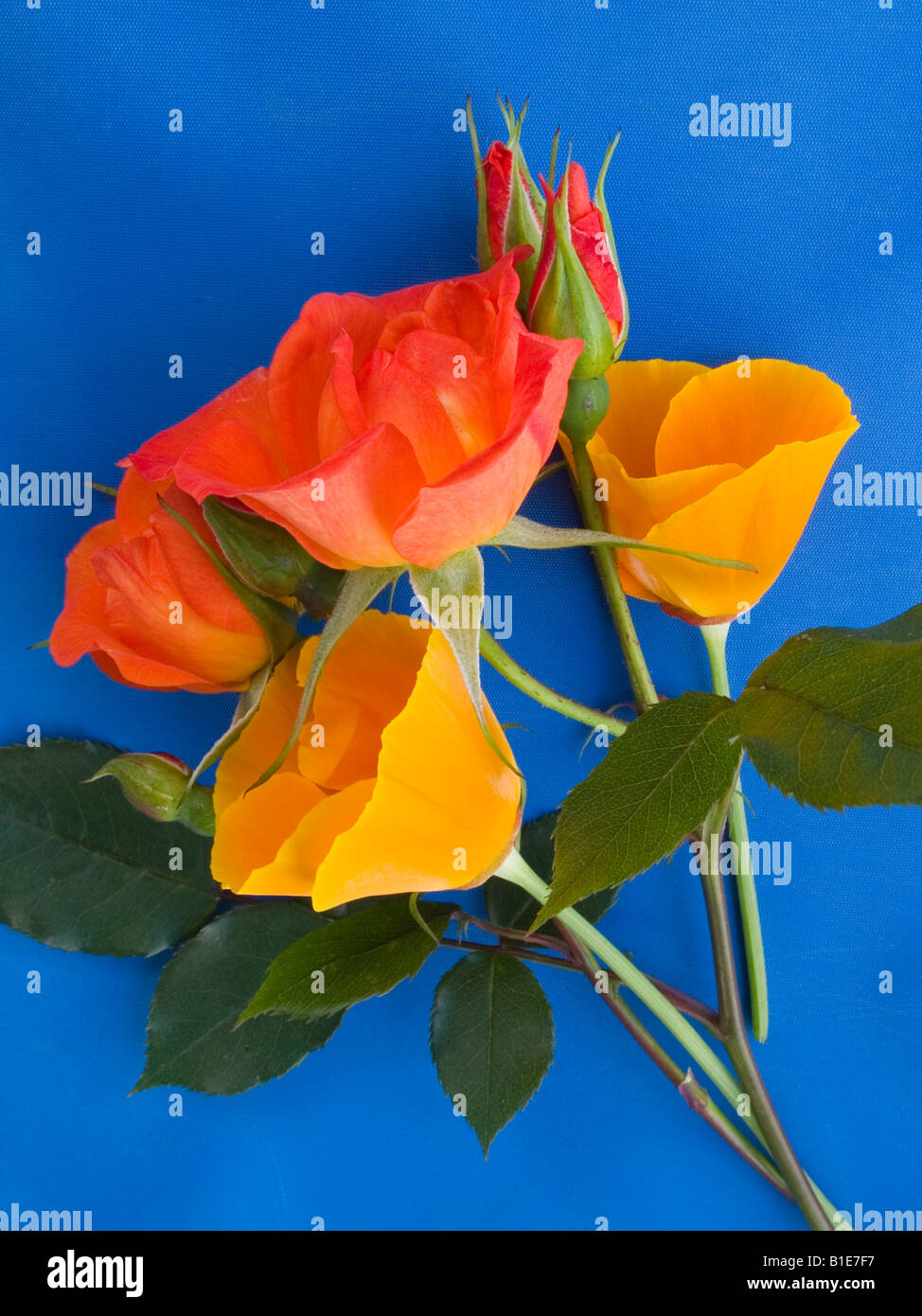 Blumenstrauß rote Rosen Kalifornischer Mohn Stockfoto