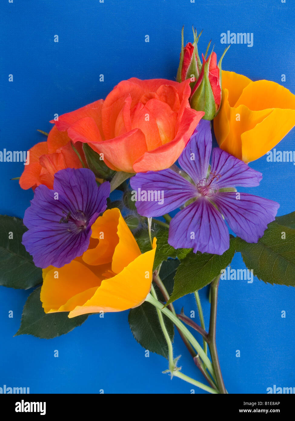 Blumenstrauß rote Rosen kalifornische Mohn Geranie Stockfoto