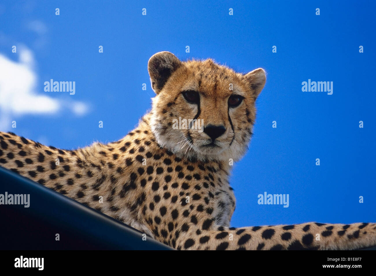 Verlegung auf dem Dach eines Fahrzeugs Afrika Gepard Stockfoto