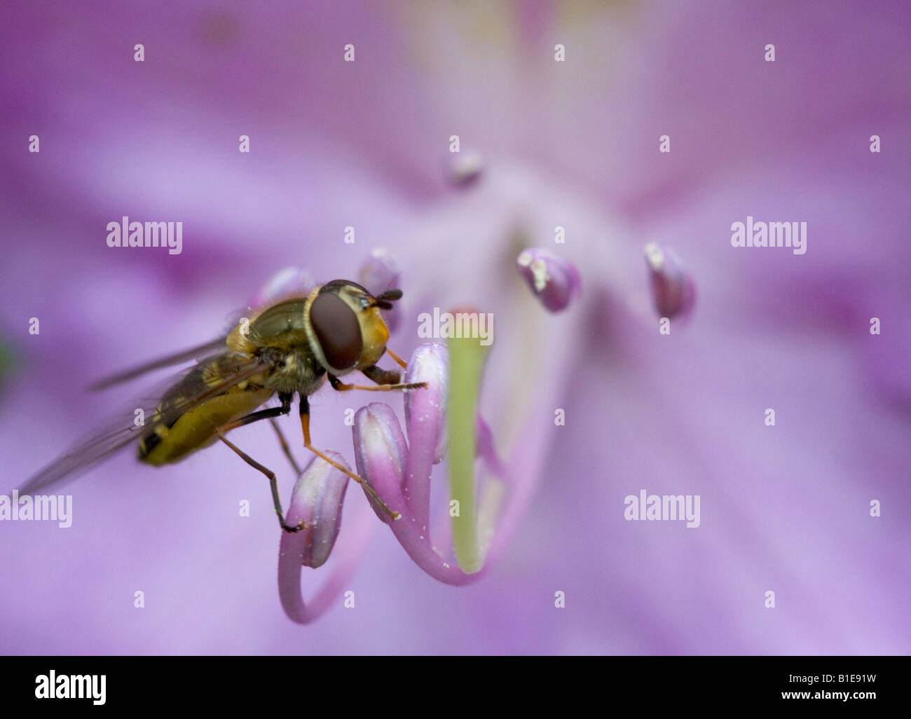 Fliegen Sie ernähren sich von Rhododendron-Blüte Stockfoto