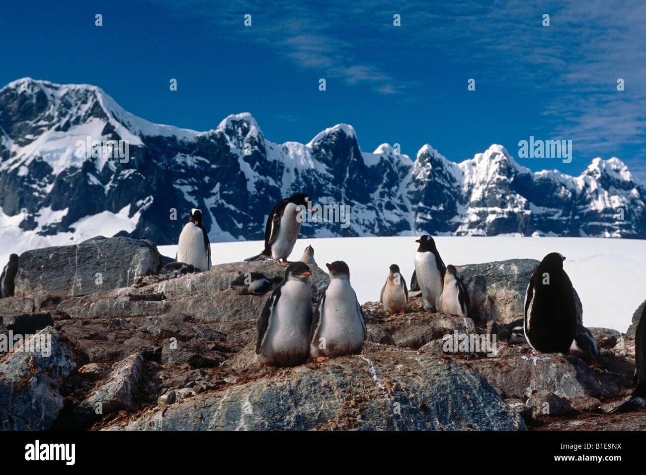 Erwachsenen & junge Gentoo Penguins zusammen auf Felsen Antarktis Sommer Stockfoto