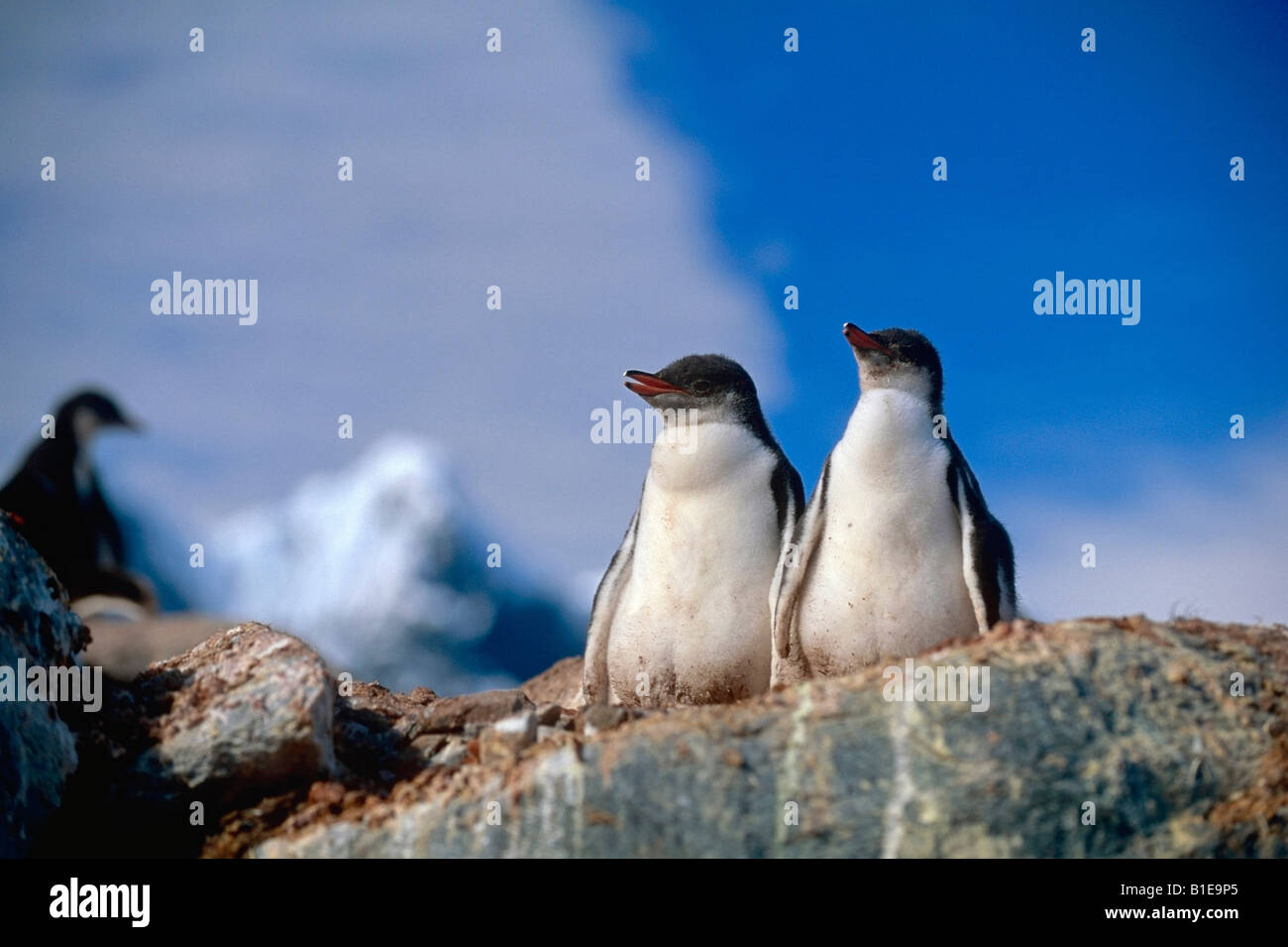 Paar von Gentoo Pinguinküken sitzen auf Felsen Antarktis Sommer Stockfoto