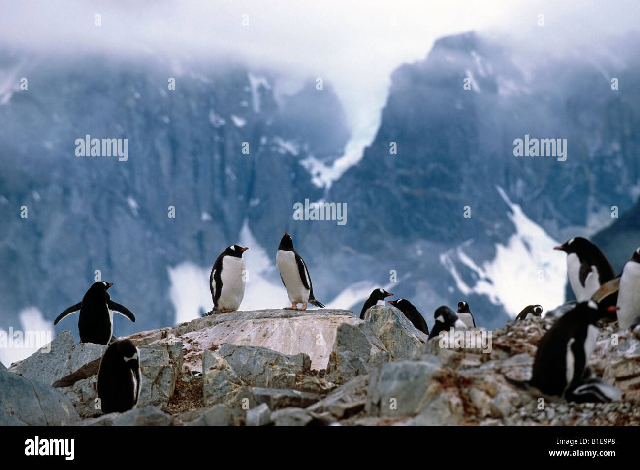 Gruppe von Gentoo Pinguine sitzen auf Felsen Antarktis Sommer Stockfoto