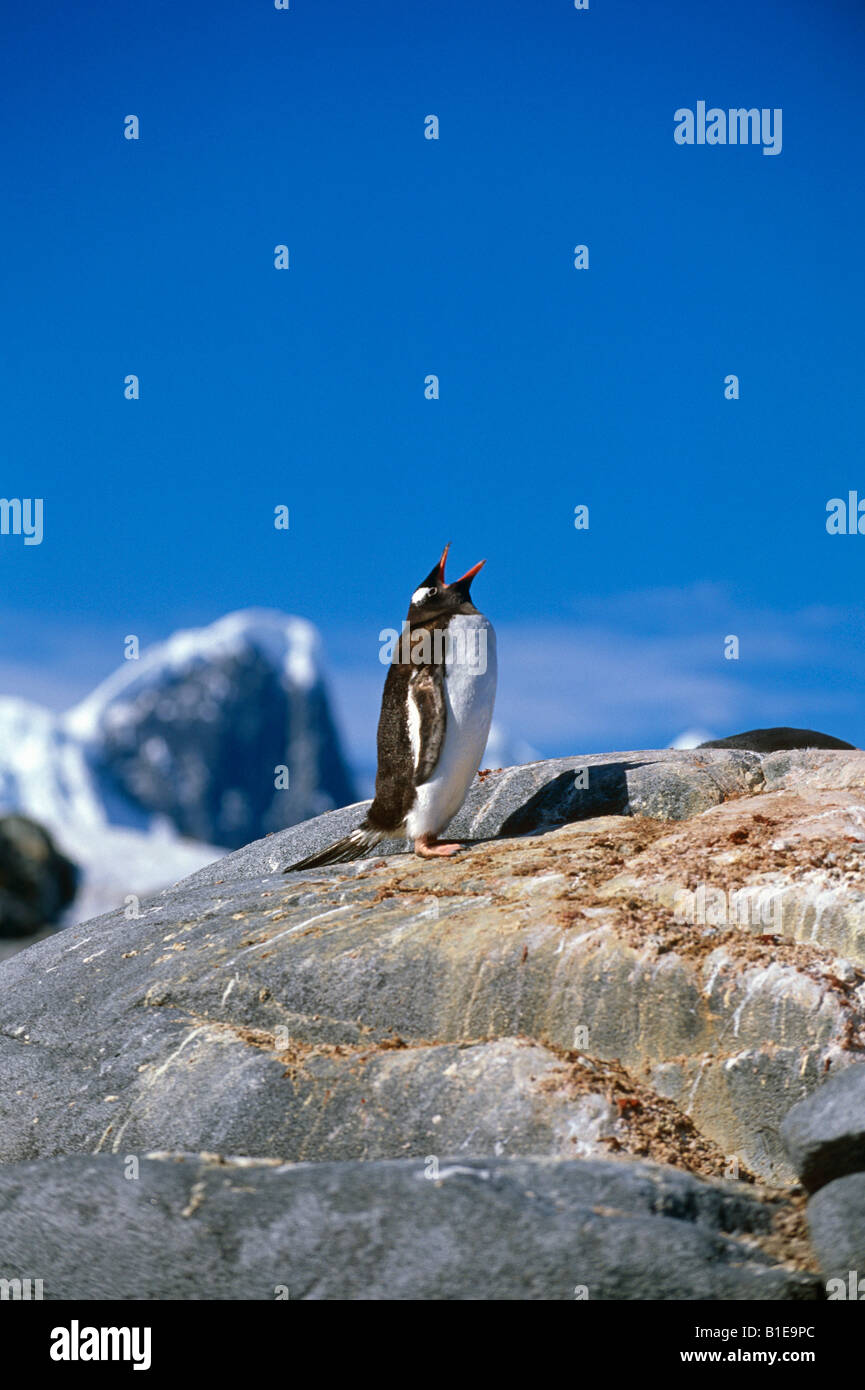 Einzelne Gentoo Penguin vocalizing auf Felsen Antarktis Sommer Stockfoto