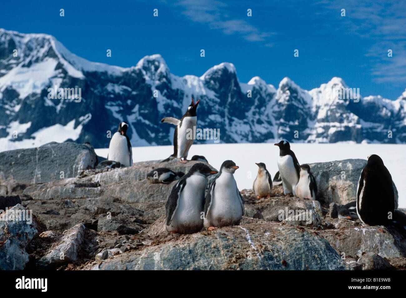 Erwachsenen & junge Gentoo Penguins zusammen auf Felsen Antarktis Sommer Stockfoto