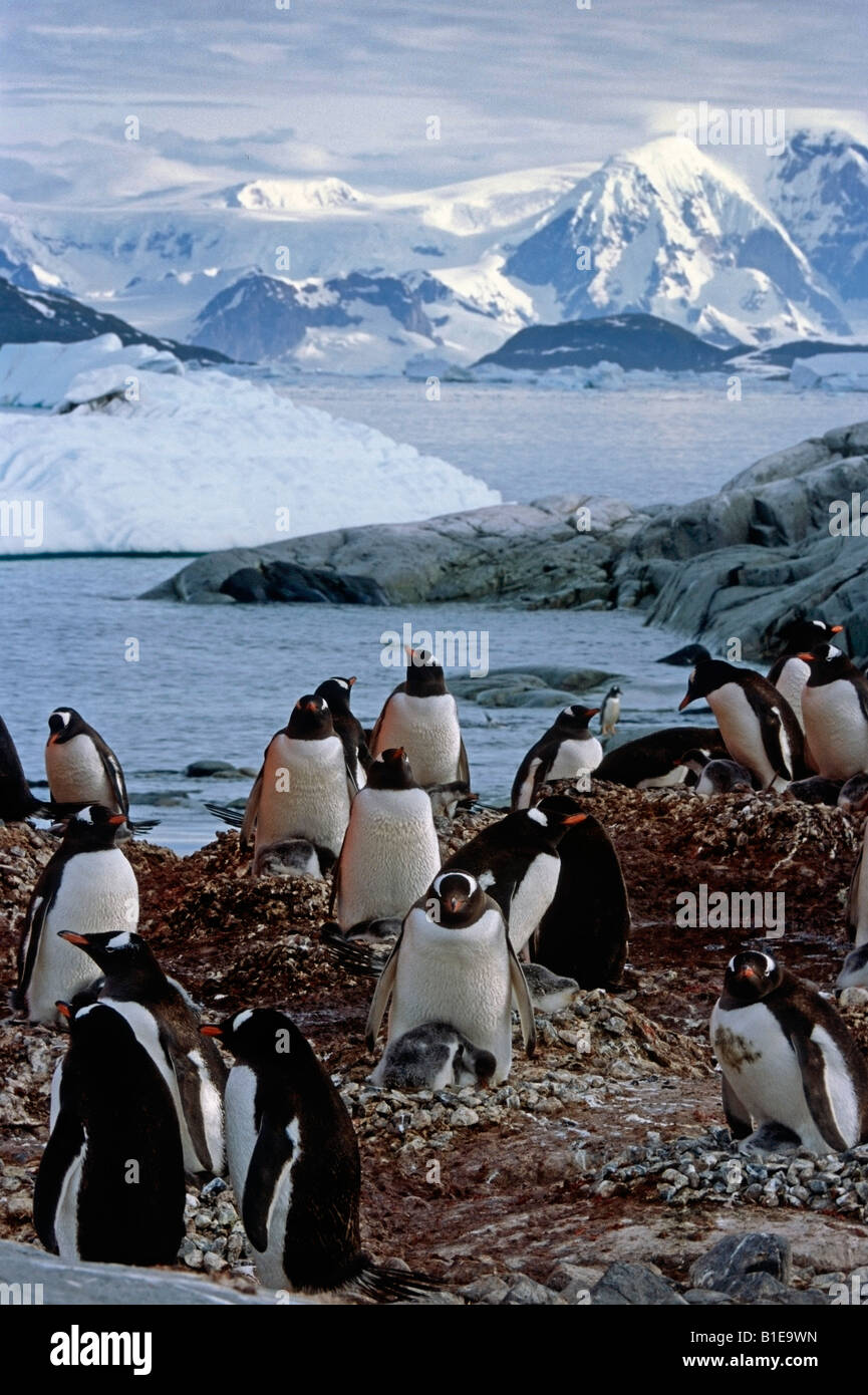 Kolonie von Gentoo Penguins auf Nester w/Küken entlang der felsigen Küste der Antarktis Sommer Stockfoto