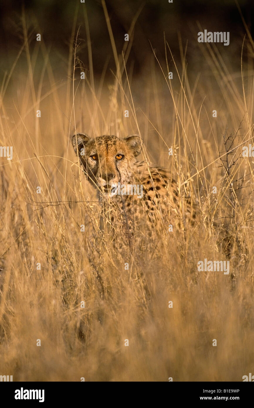 Geparden in Afrika Rasen verlegen Stockfoto