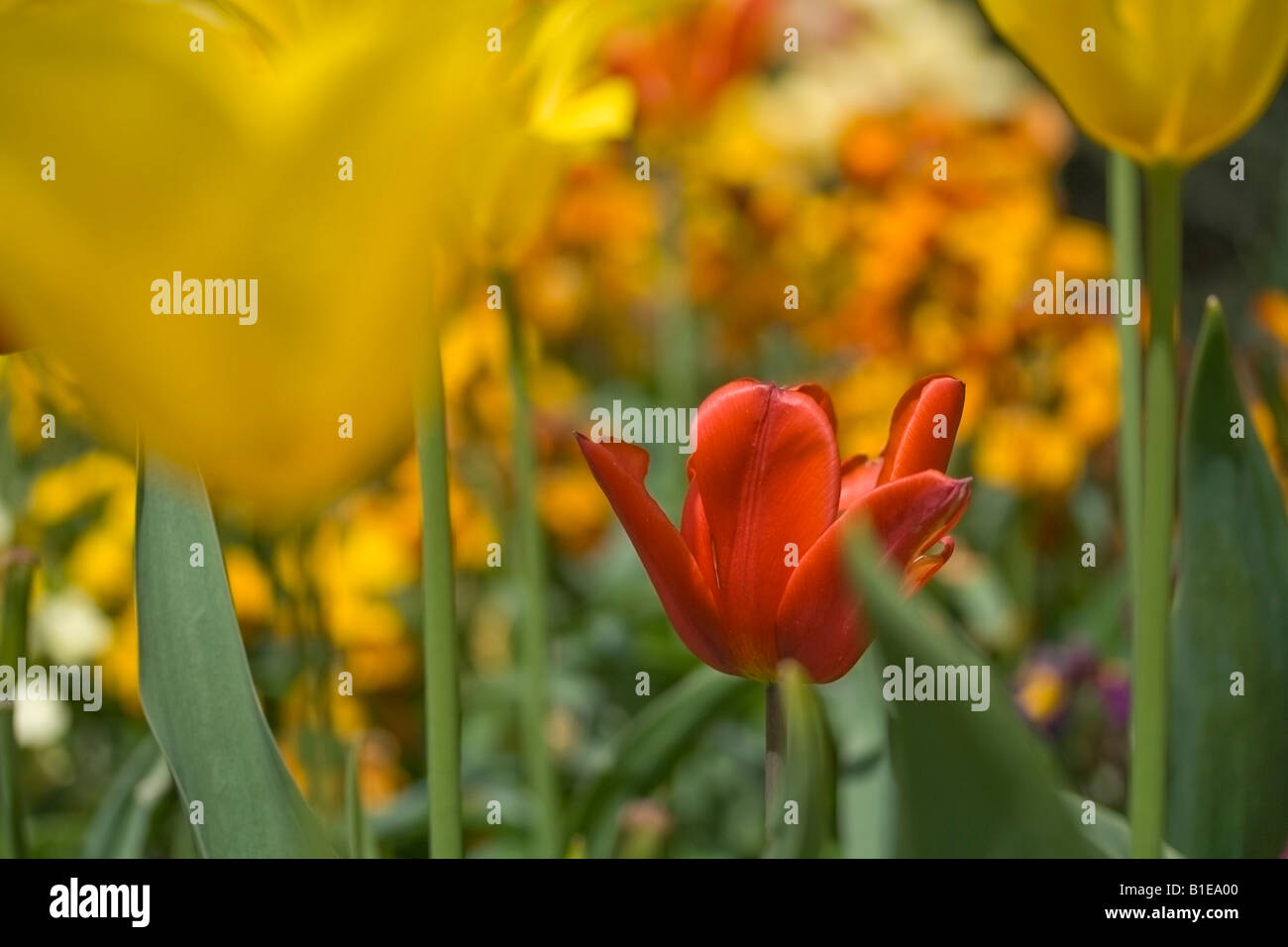 Tulipa Stockfoto