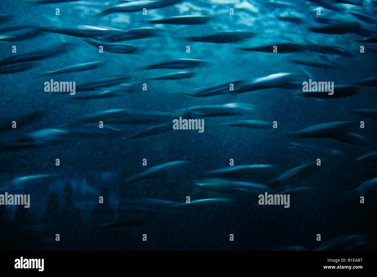 Bewegungsunschärfe des schnelllebigen Lachs Braten im Wassertank USA Stockfoto