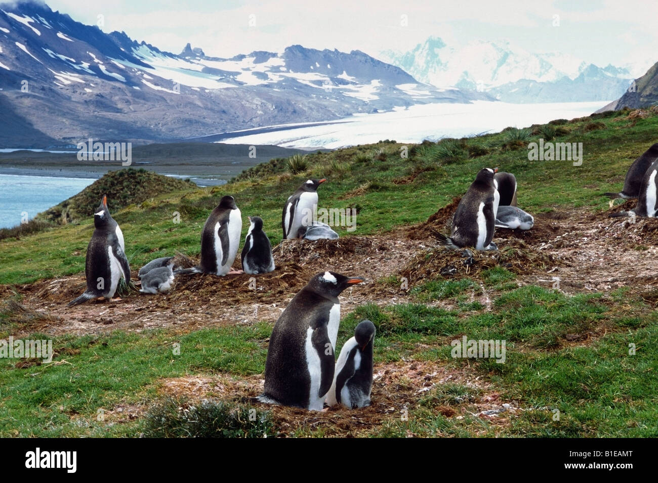 Kolonie von Gentoo Penguins auf Nester w/Küken auf Tundra Antarktis Sommer Stockfoto