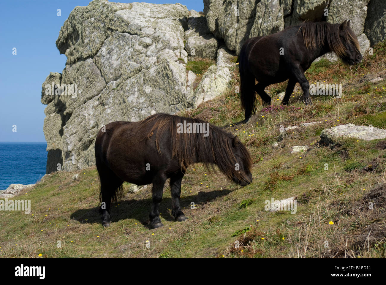 Bryher Pony Weiden die Vegetation, verwendet, um zu verhindern, dass die Invasion der Ginster Stockfoto