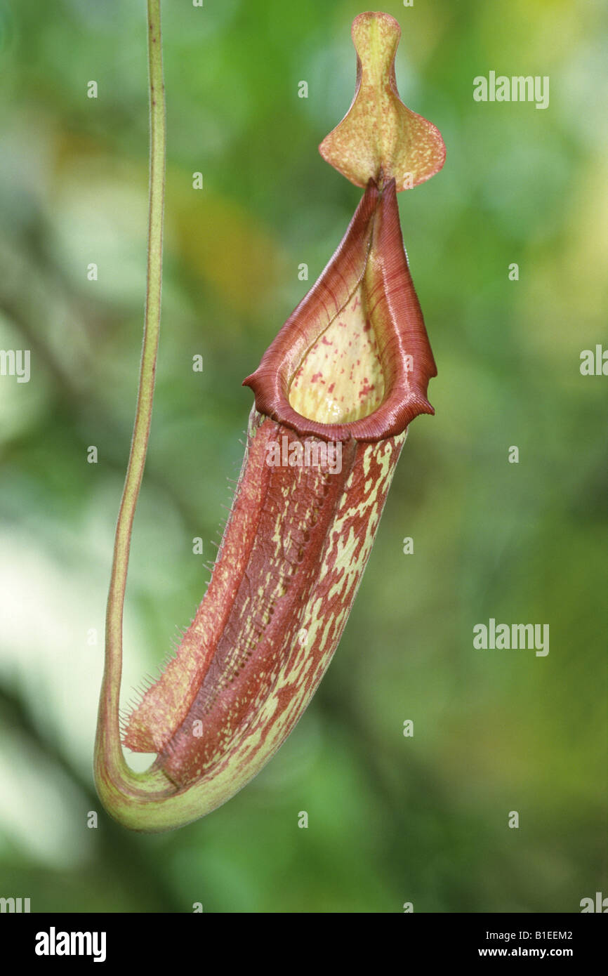 Affe-Cup, tropische Kannenpflanze (Nepenthes Alata), Krug Stockfoto