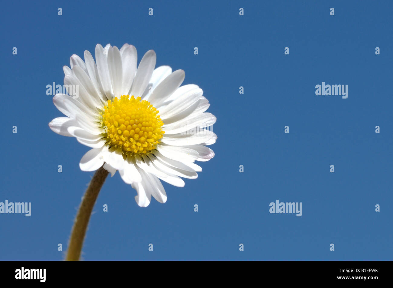 White Daisy Blume Stockfoto