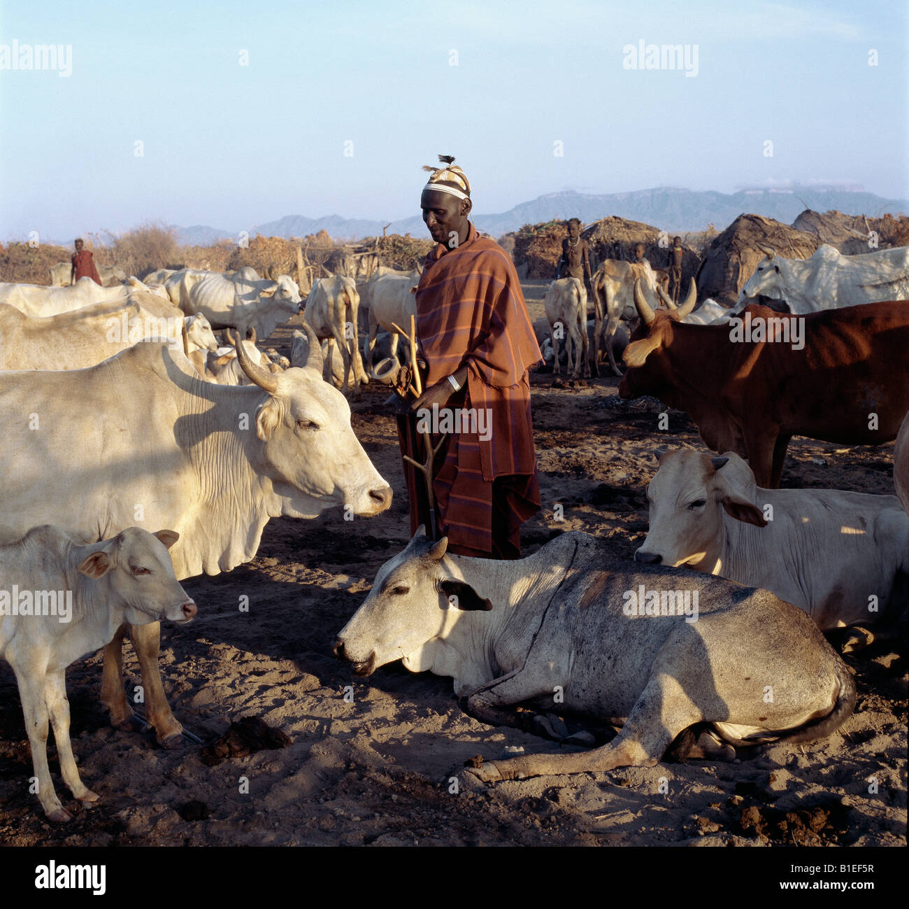 Ein Dassanech Mann prüft seine Zebu-Rinder in der Morgenfrüh Dassanech sprechen eine Sprache der östlichen kuschitischen Ursprungs. Stockfoto