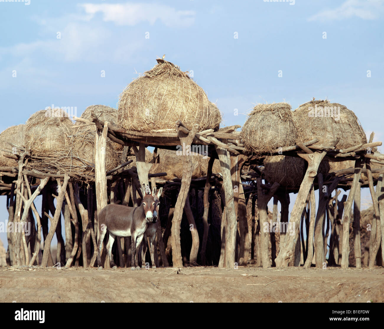 Kornkammern der ein großes Dassanech Dorf am Ufer des Flusses Omo im Südwesten Äthiopiens. Stockfoto