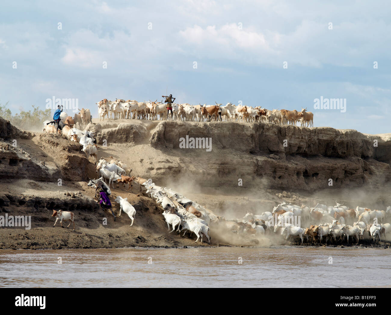 Nyag'atom Rinder sind ans Wasser auf den Omo River.The Nyag'atom sind einer der größten Stämme und wohl der kriegerischen Stockfoto