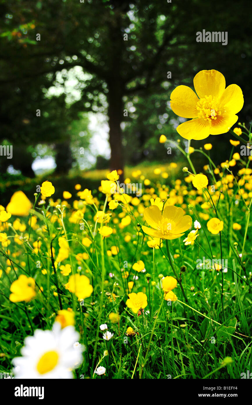 Butterblumen und Daisy mit Wald Hintergrund Stockfoto