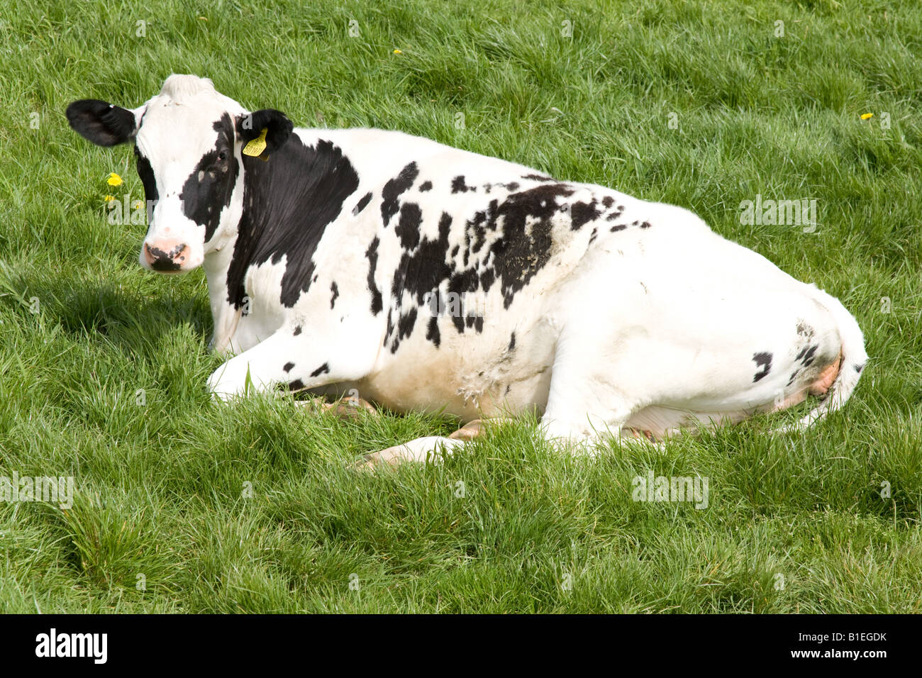 Friesische Kühe Hampshire England Stockfoto