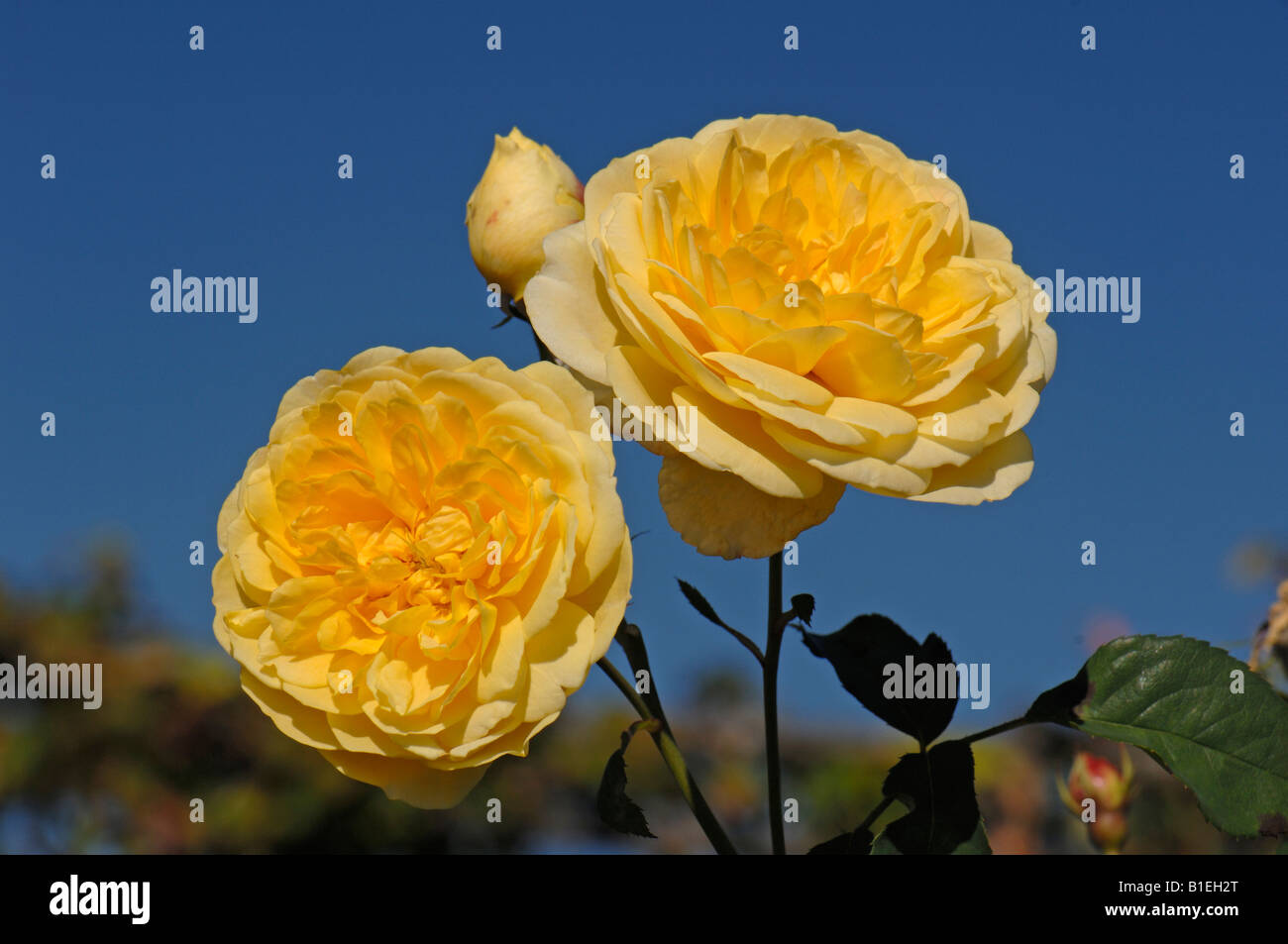 Englische Garten Rose, Austin-Rose (Rosa Molineux), Blumen Stockfoto