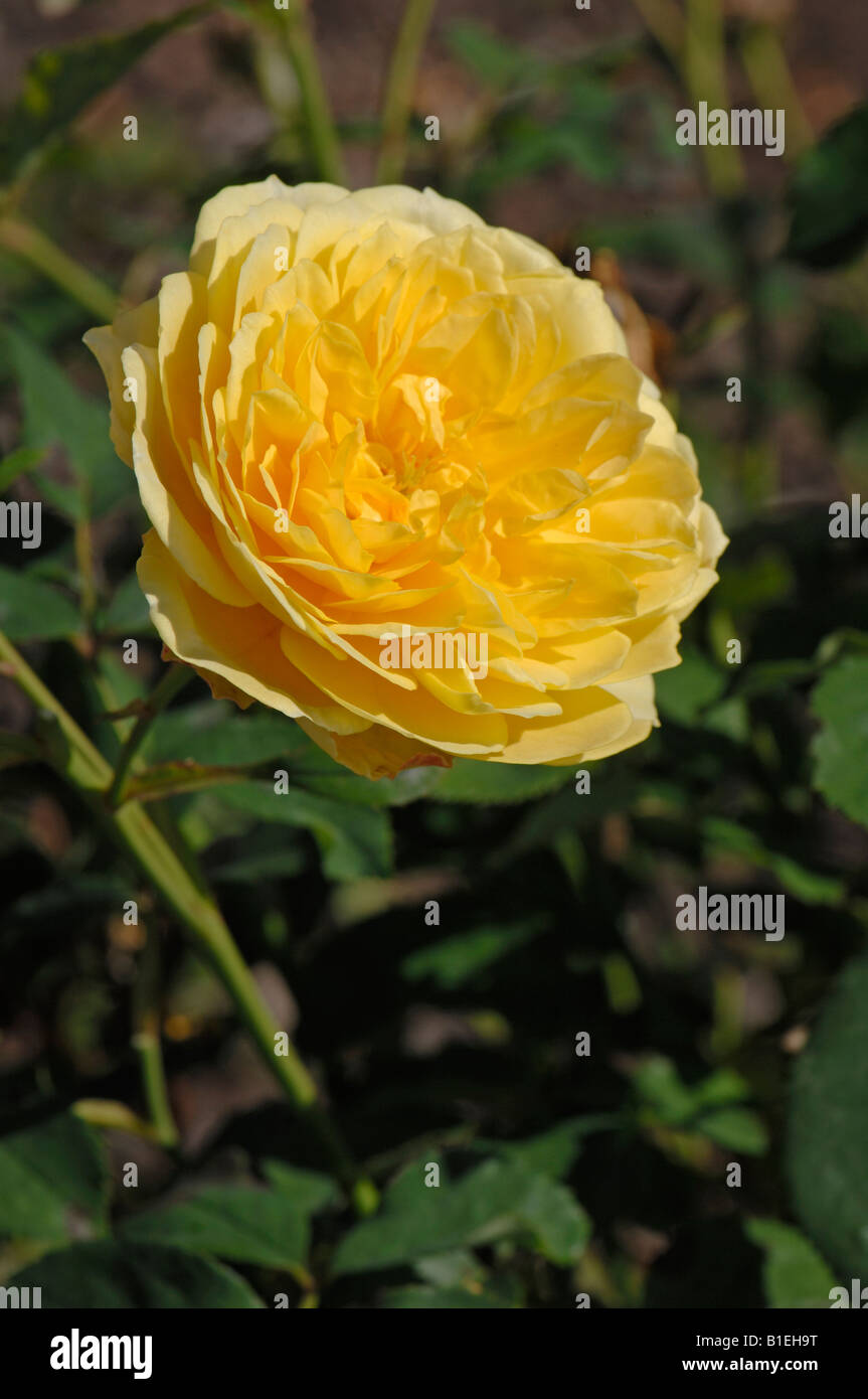 Englische Garten Rose, Austin-Rose (Rosa Molineux), Blume Stockfoto