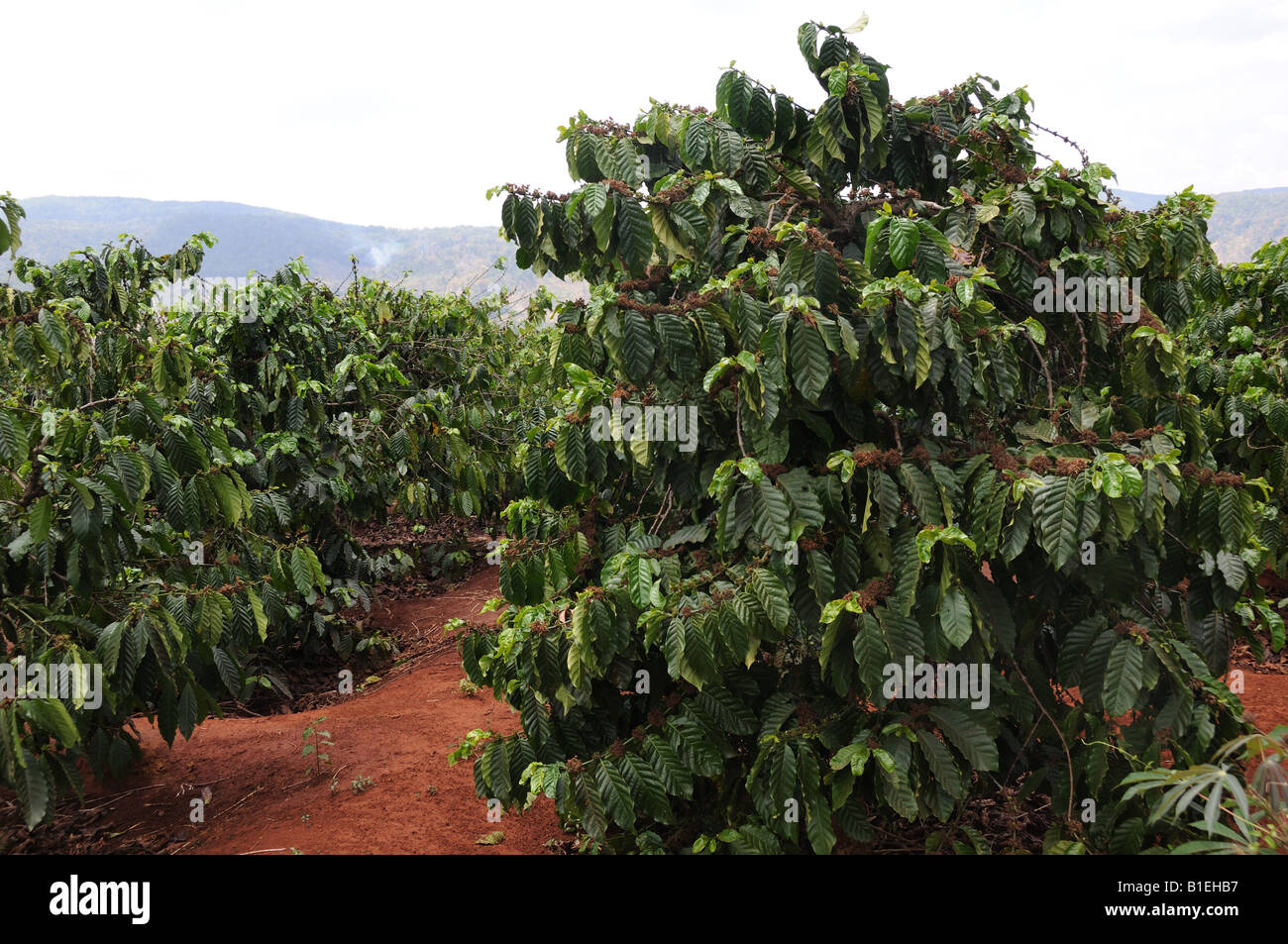 Kaffee Plantage Zentrales Hochland Vietnam Stockfoto