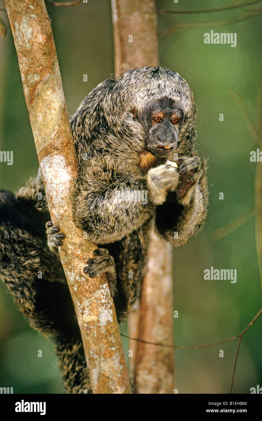 Pithecia monachus -Fotos und -Bildmaterial in hoher Auflösung – Alamy