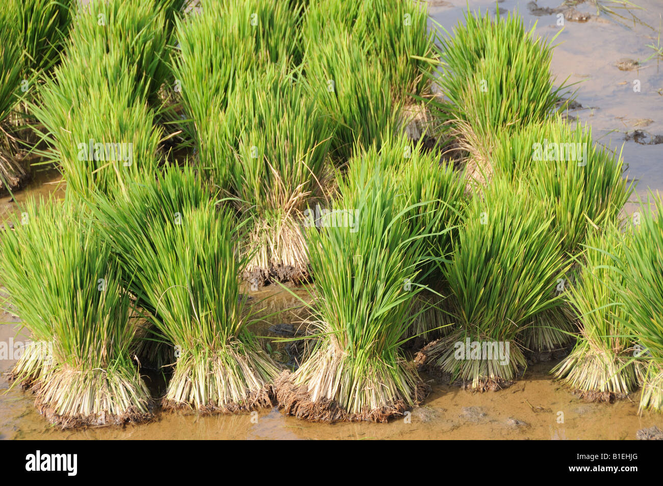 Bereit für die Bepflanzung Lak See Vietnam Reispflanzen Stockfoto