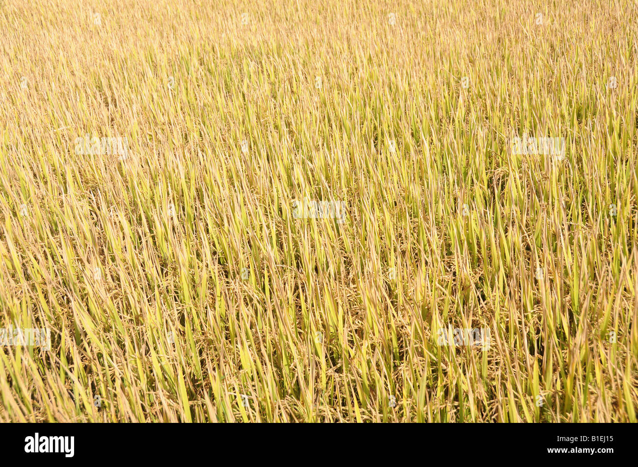 Reisfeld voller Reife Reis Zentrales Hochland Vietnam Stockfoto