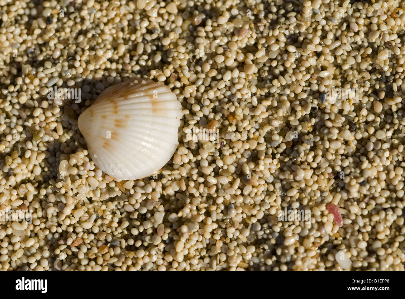 Details der oolitic Sand in Kleopatra Strand Cedar Island Gökova Bucht Marmaris Türkei hautnah Stockfoto