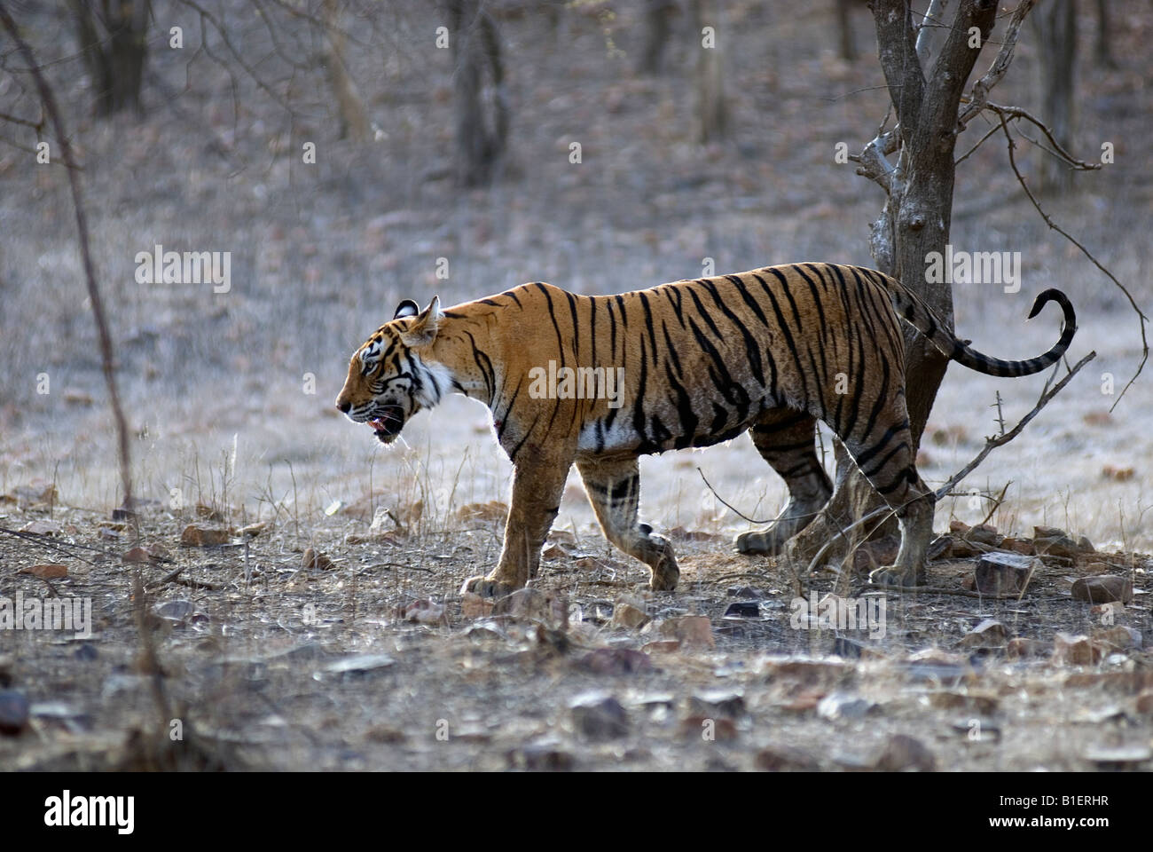 Bengal Tiger Machali Patrouillen in der Nähe von Padam Talao oder See, Ranthambhore Wald, Indien. [Panthera Tigris] Stockfoto