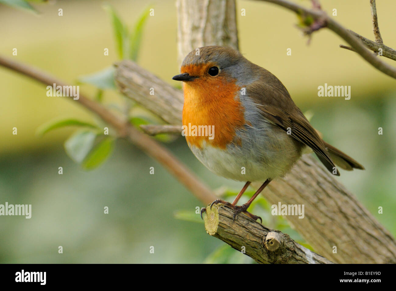 Robin Erithacus Rubecula auf einem Zweig Sommerflieder. Stockfoto