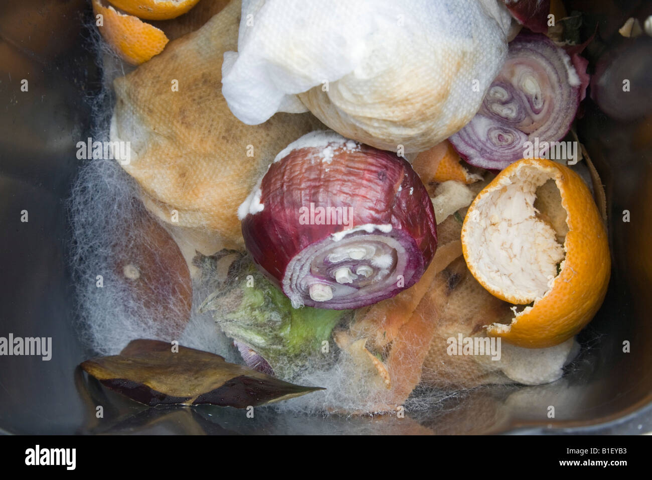 Verschimmeltes Gemüse in einem Abfallbehälter mit Pilz wächst auf der verdorbenen verwesenden Essensresten. Stockfoto