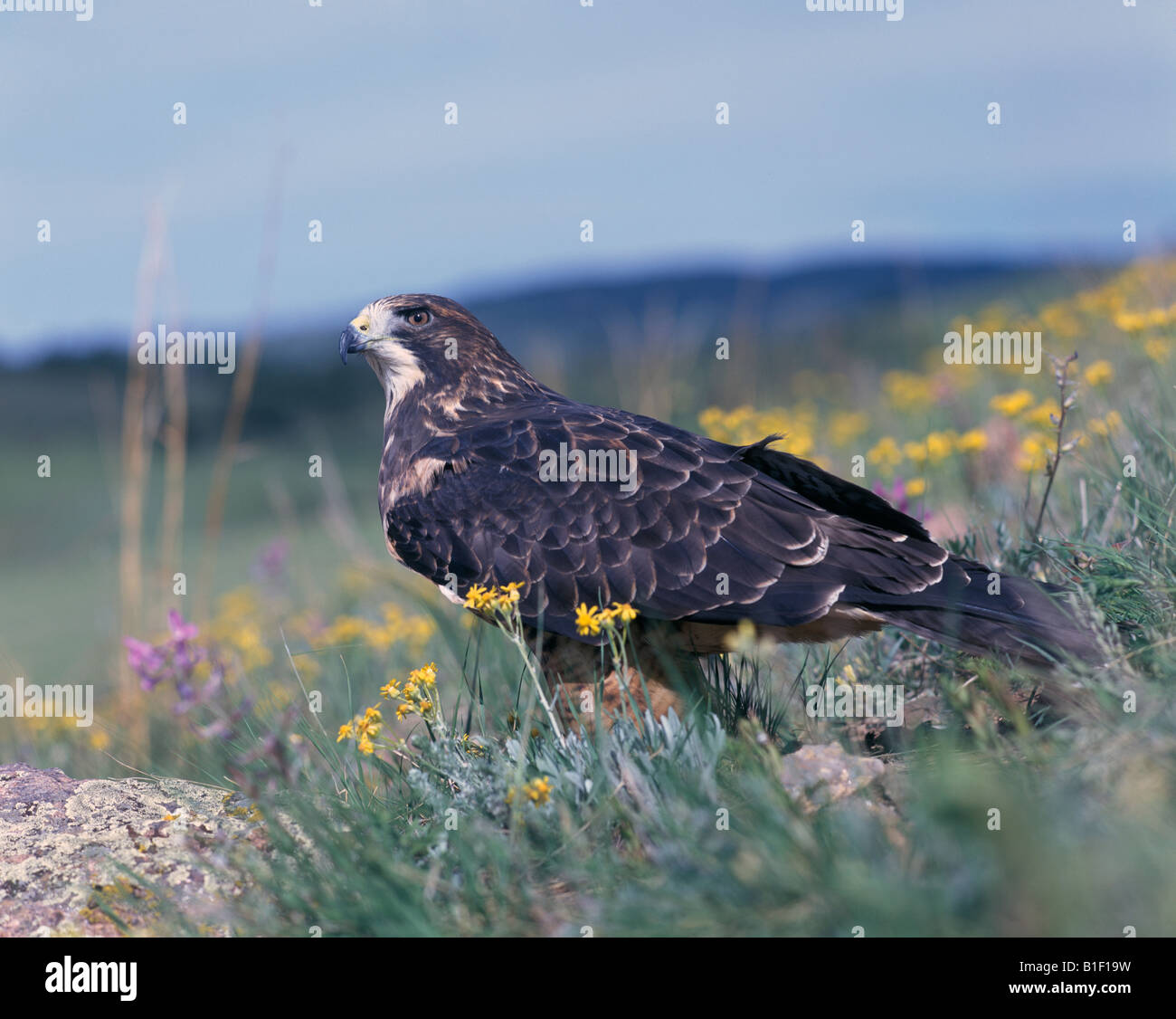 Hawk Swainson's Hawk in Rasen Stockfoto