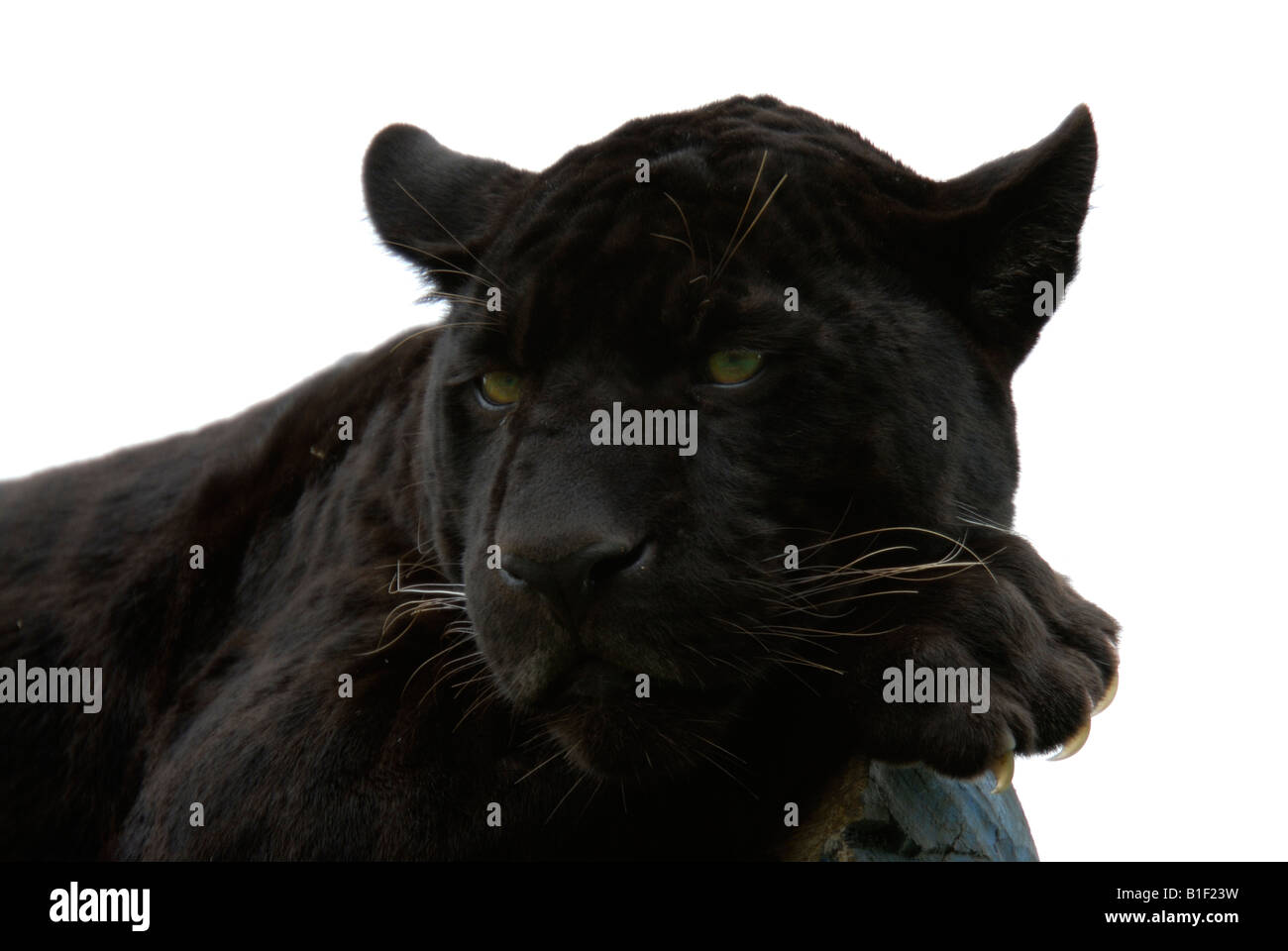 Schwarzer Jaguar oder panther Stockfoto