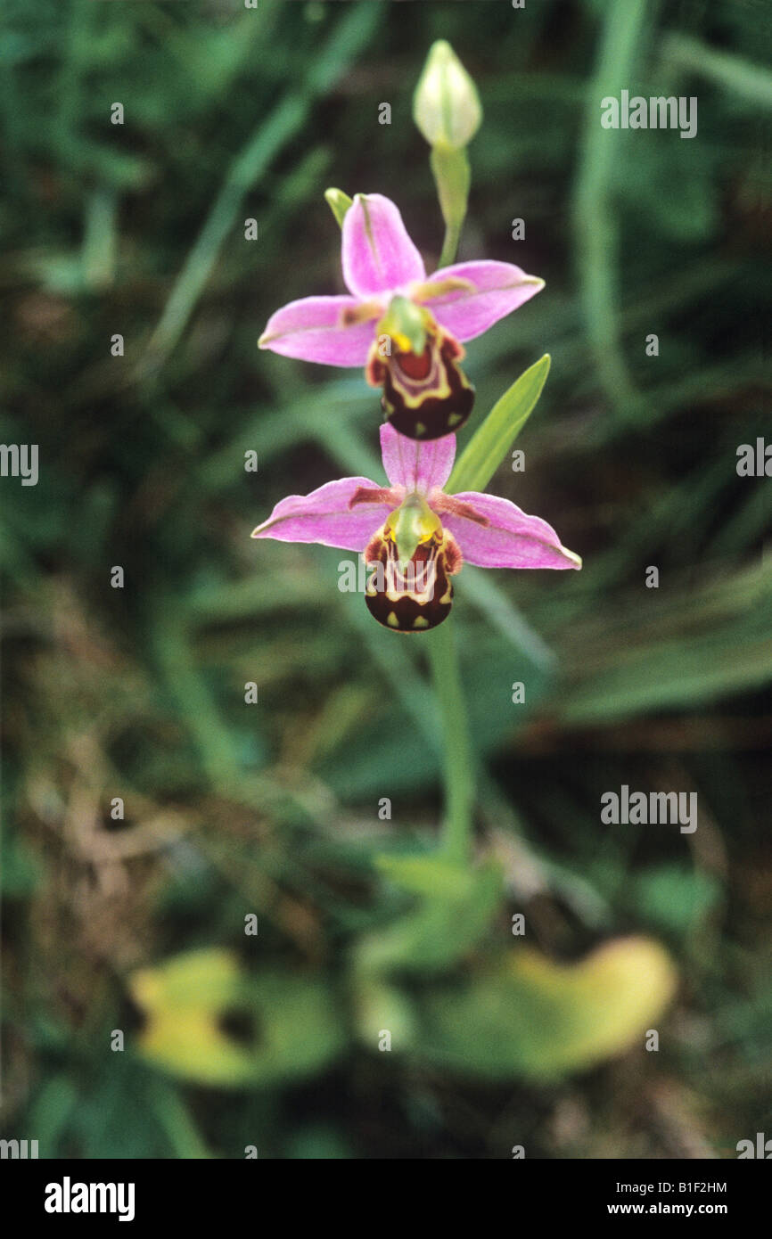 Biene Orchidee (Ophrys Apifera) Stockfoto