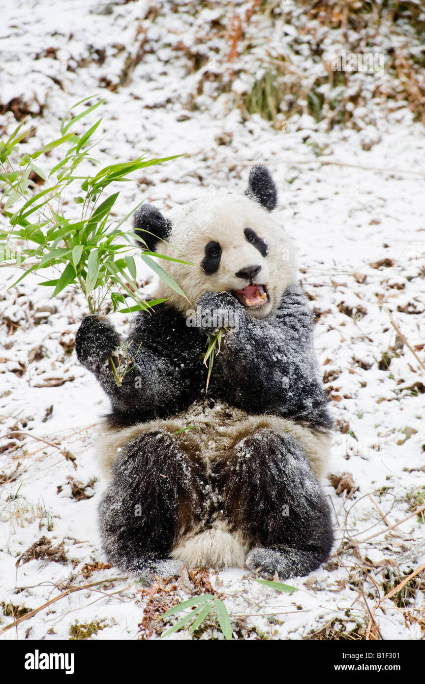 Giant Panda Fütterung auf Bambus Woolong China Stockfoto