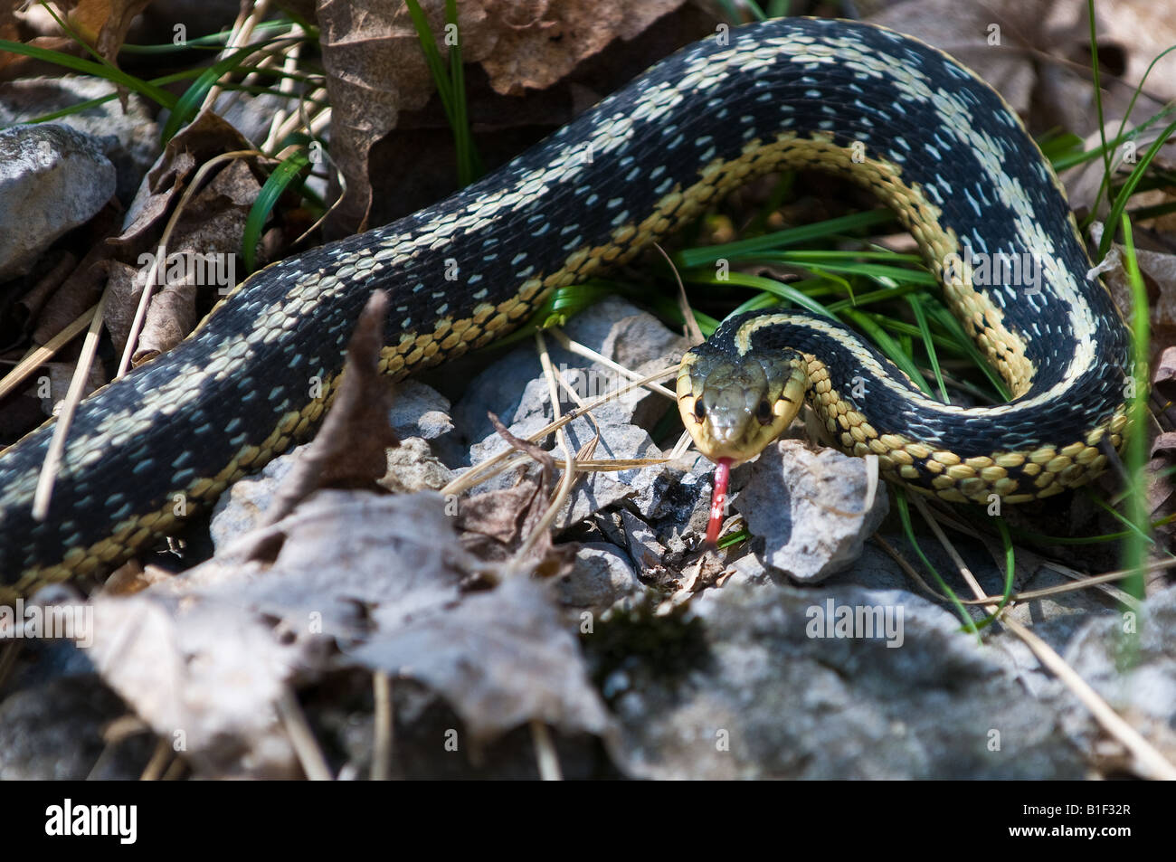 Eine wilde Strumpfband-Schlange schlängelt Throught im Wald. Stockfoto