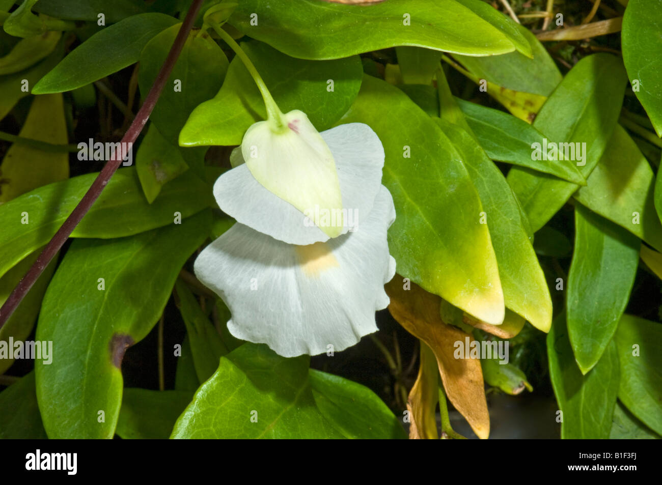 Utricularia alpina Fotos und Bildmaterial in hoher Auflösung Alamy