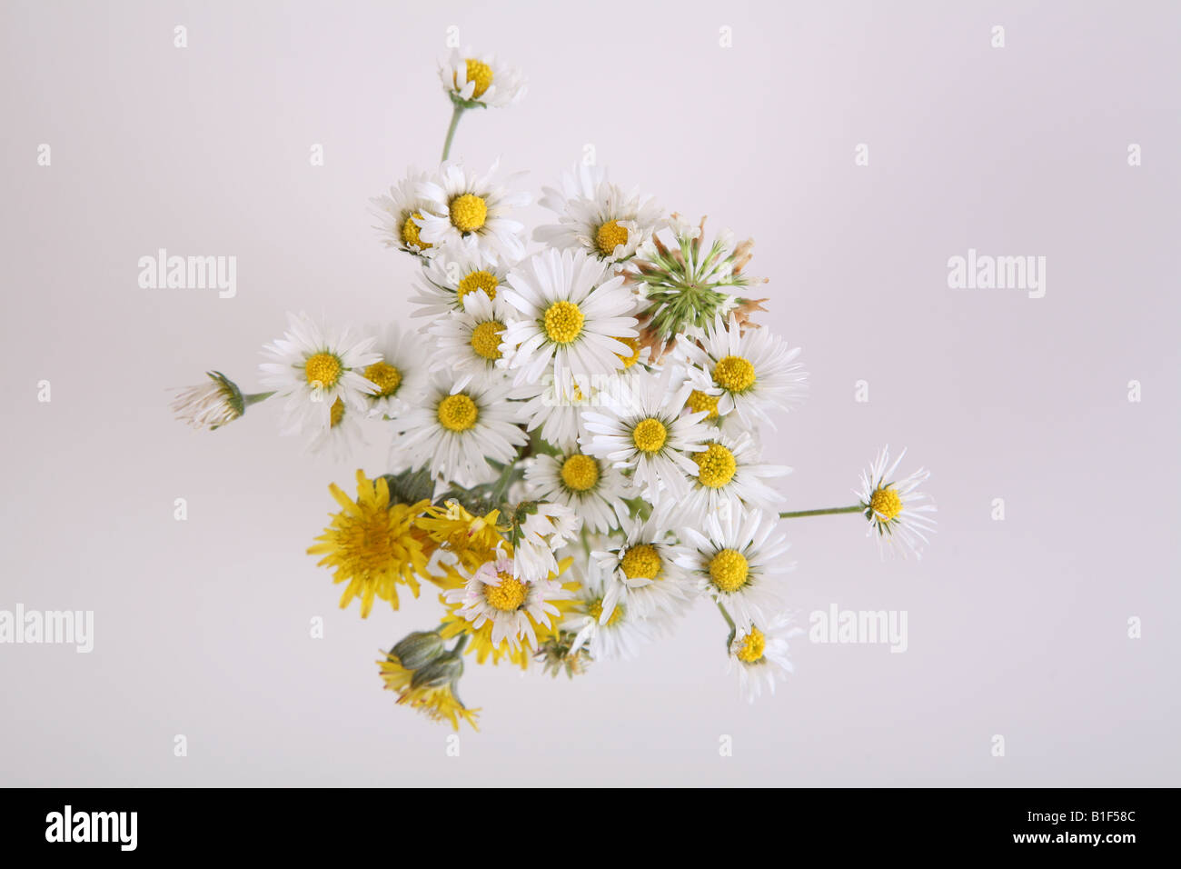 glatte Hawk-Bart Gänseblümchen und gemeinsame weiße Gänseblümchen in eine Kristallvase Stockfoto