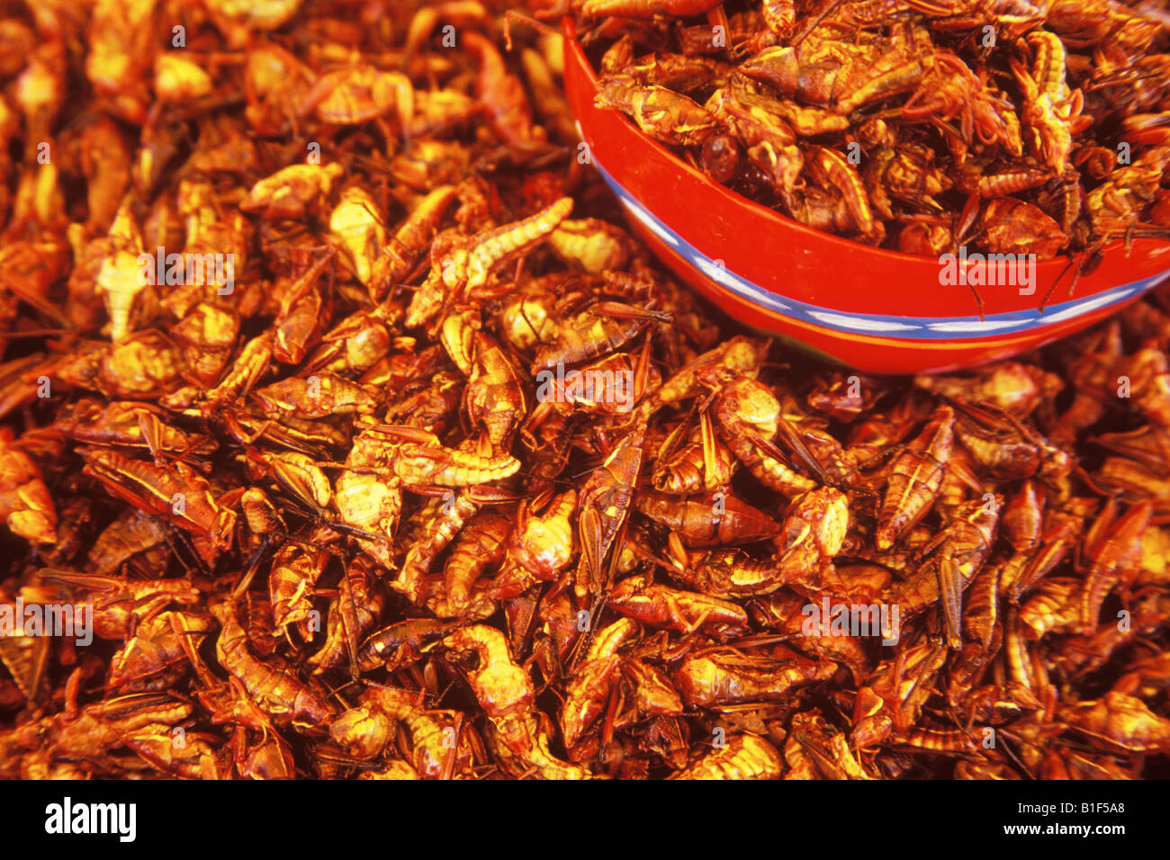 Gebratene Heuschrecken oder Chapulines werden in den Mercado Tlacolulu Oaxaca Mexico verkauft. Stockfoto