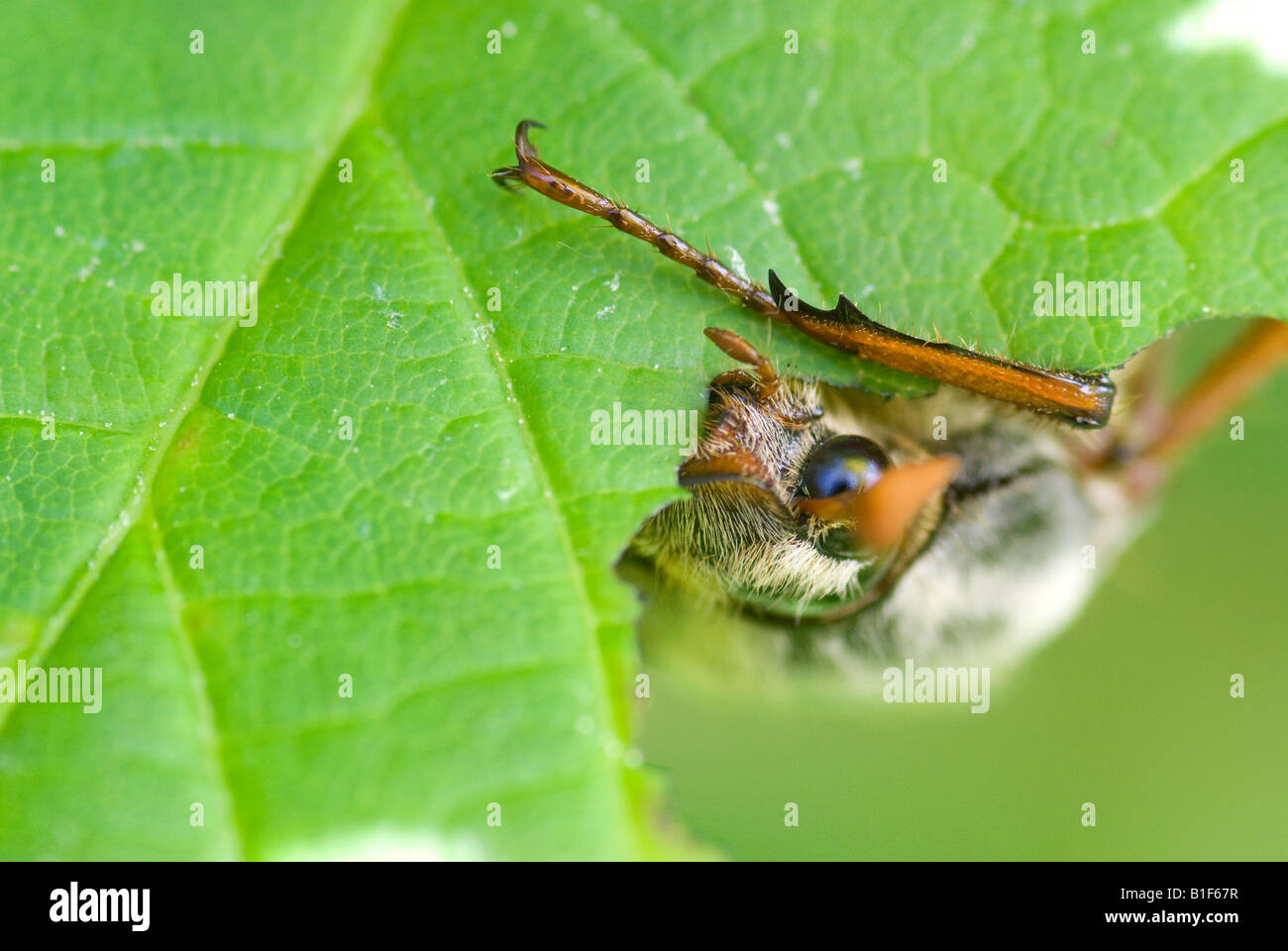 Melolontha melolontha Stockfoto