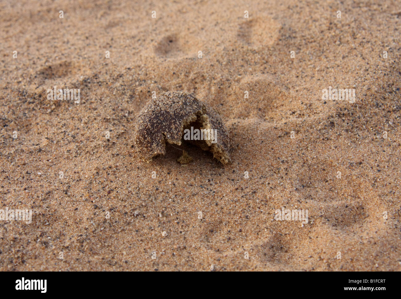 Kamel dung halb gegessen durch wilde Feldmäuse Stockfoto