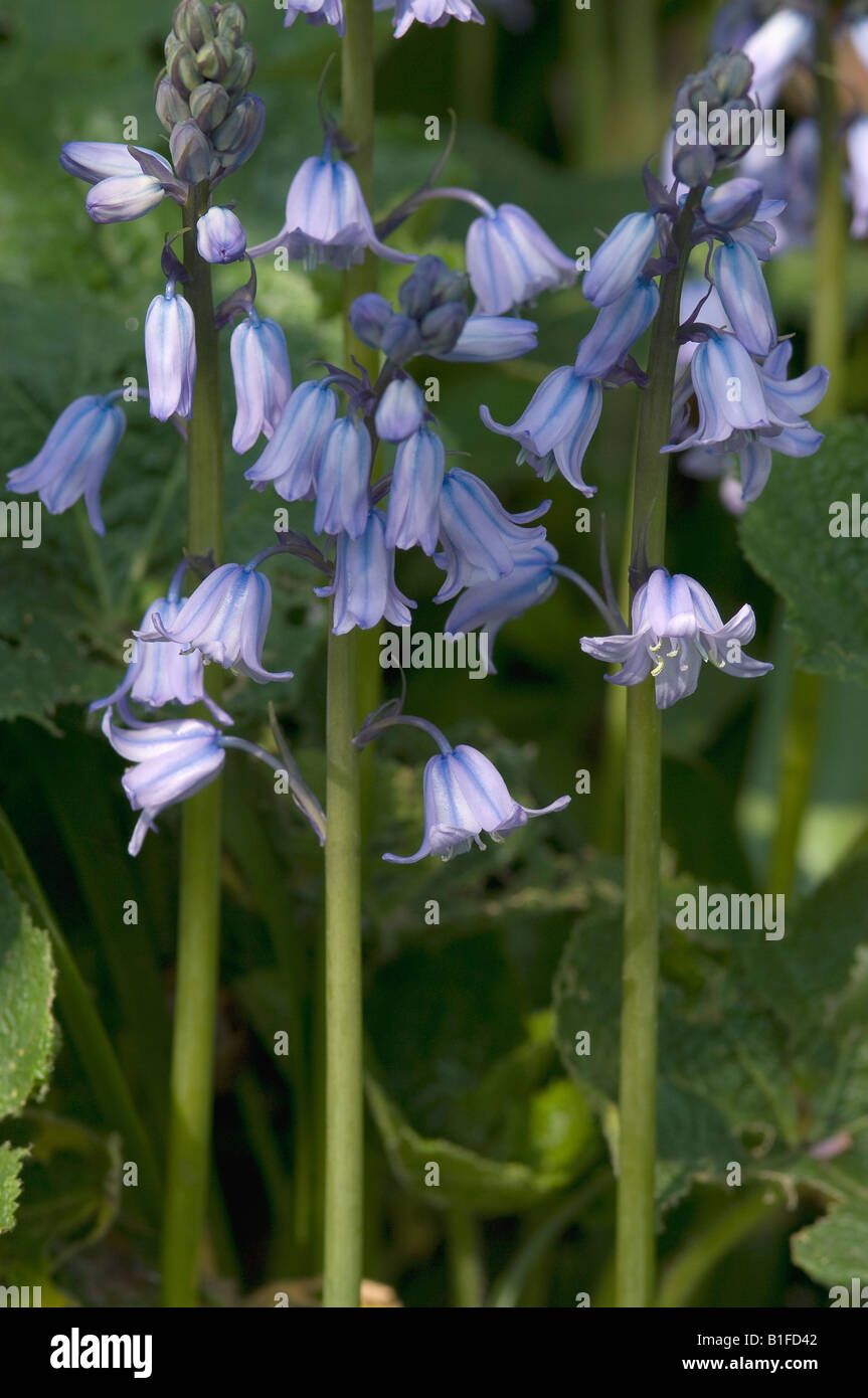 Nahaufnahme von kultivierten Bluebells blauen Blüten blühende Blüten wachsen Im Frühlingsgarten England GB Vereinigtes Königreich GB Grossbrit Stockfoto