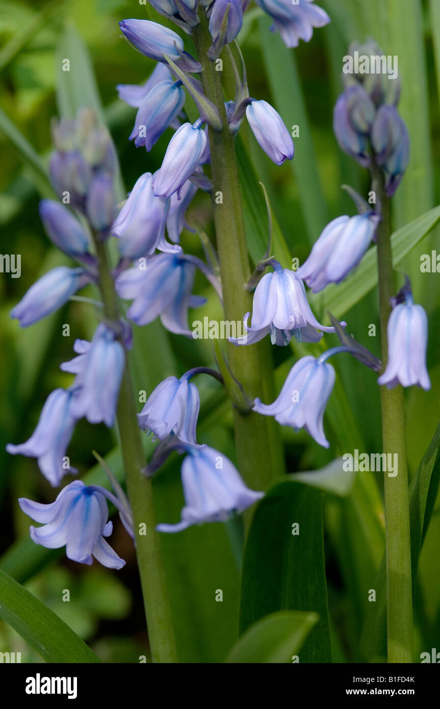 Kultivierte Bluebells blaue Blumen Blume Blüte wächst im Garten in Nahaufnahme des Frühlings England GB Großbritannien GB Großbritannien Stockfoto