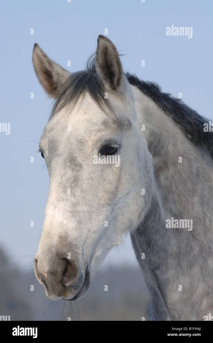 Dappled Grauschimmel Portrait Stockfoto