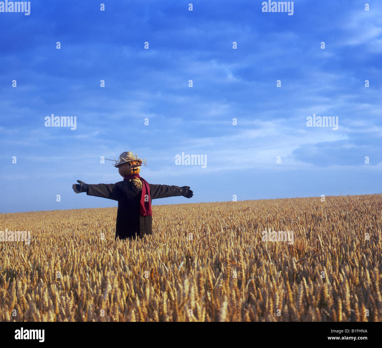 Vogelscheuche in einem Weizenfeld Stockfoto